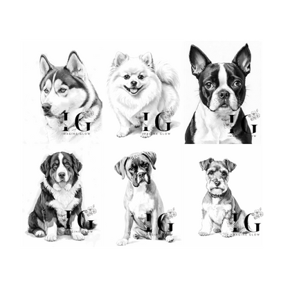 Siberian Husky, Pomeranian, Boston Terrier, Saint Bernard, Boxer, Schnauzer, coloring pages